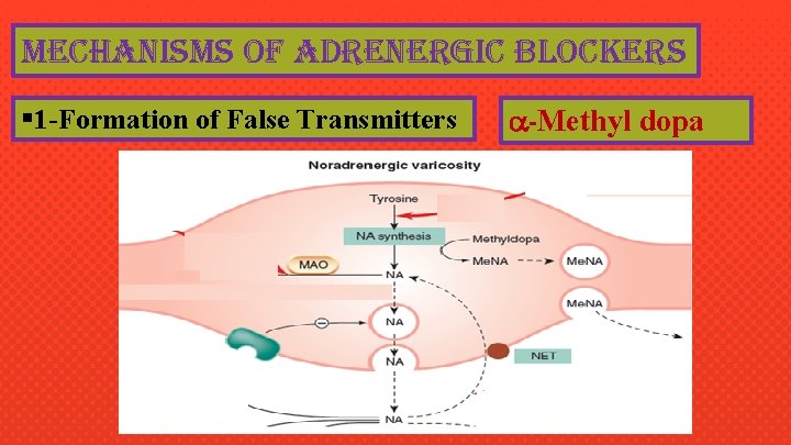 mechanisms of adrenergic blockers § 1 -Formation of False Transmitters -Methyl dopa 