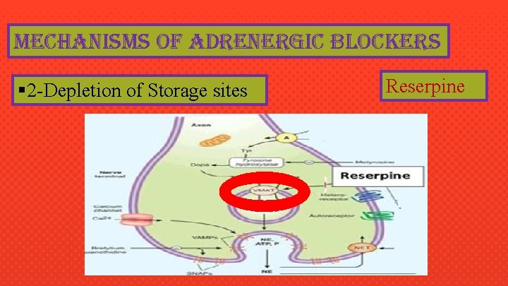 mechanisms of adrenergic blockers § 2 -Depletion of Storage sites Reserpine 