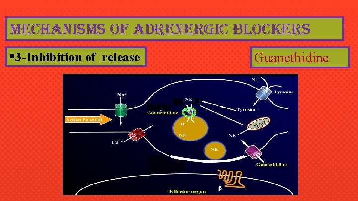 mechanisms of adrenergic blockers § 3 -Inhibition of release Guanethidine 