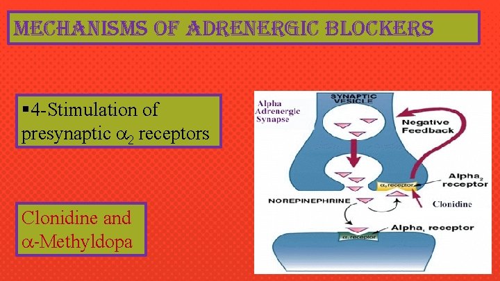 mechanisms of adrenergic blockers § 4 -Stimulation of presynaptic 2 receptors Clonidine and -Methyldopa