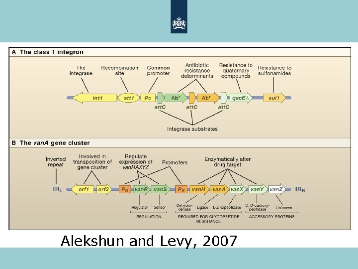 Alekshun and Levy, 2007 