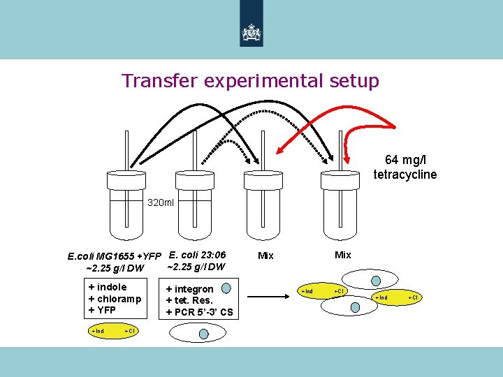 Transfer experimental setup 64 mg/l tetracycline 320 ml E. coli MG 1655 +YFP E.