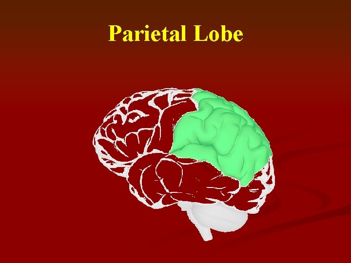 Parietal Lobe 