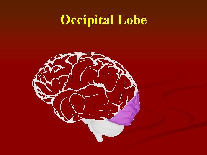 Occipital Lobe 