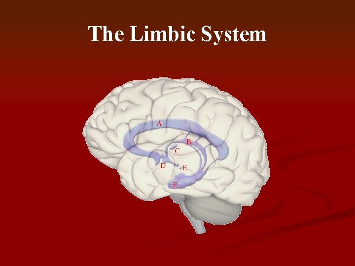 The Limbic System 