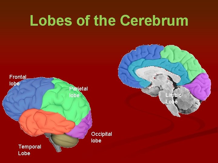 Lobes of the Cerebrum Frontal lobe Parietal lobe Limbic Lobe Occipital lobe Temporal Lobe