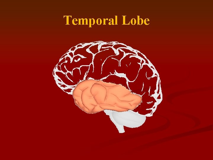 Temporal Lobe 