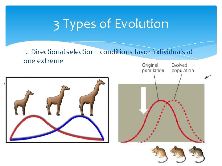 3 Types of Evolution 1. Directional selection= conditions favor individuals at one extreme 