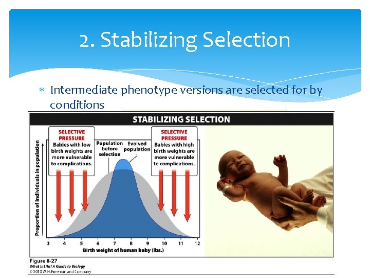 2. Stabilizing Selection Intermediate phenotype versions are selected for by conditions 