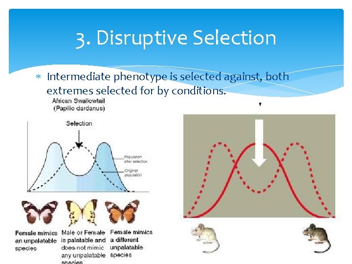 3. Disruptive Selection Intermediate phenotype is selected against, both extremes selected for by conditions.