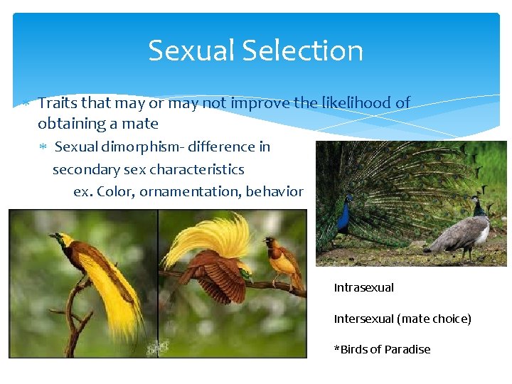 Sexual Selection Traits that may or may not improve the likelihood of obtaining a