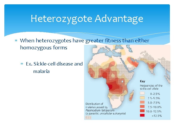 Heterozygote Advantage When heterozygotes have greater fitness than either homozygous forms Ex. Sickle-cell disease