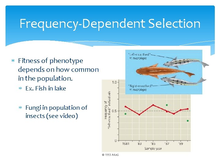 Frequency-Dependent Selection Fitness of phenotype depends on how common in the population. Ex. Fish