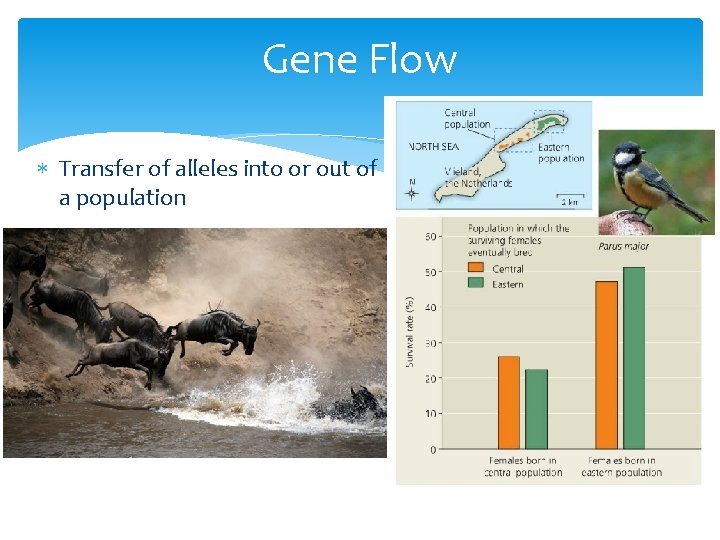 Gene Flow Transfer of alleles into or out of a population 