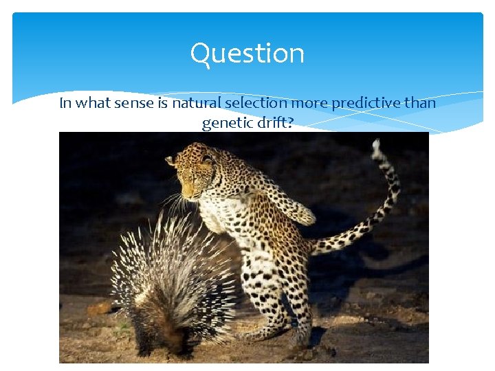 Question In what sense is natural selection more predictive than genetic drift? 