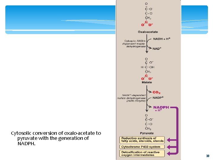 Cytosolic conversion of oxalo-acetate to pyruvate with the generation of NADPH. 10 