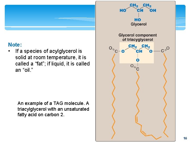 Note: • If a species of acylglycerol is solid at room temperature, it is