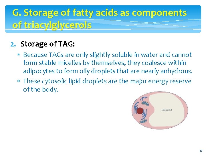 G. Storage of fatty acids as components of triacylglycerols 2. Storage of TAG: Because