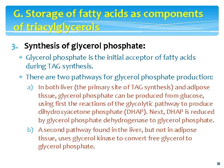 G. Storage of fatty acids as components of triacylglycerols 3. Synthesis of glycerol phosphate: