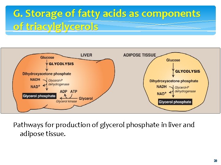 G. Storage of fatty acids as components of triacylglycerols Pathways for production of glycerol