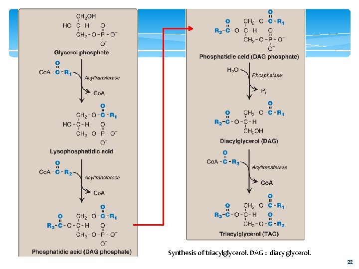 Synthesis of triacylglycerol. DAG = diacy glycerol. 22 
