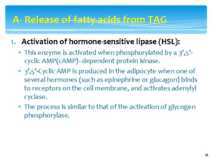 A- Release of fatty acids from TAG 1. Activation of hormone-sensitive lipase (HSL): This