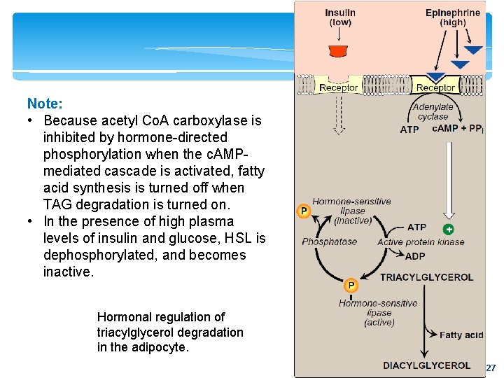 Note: • Because acetyl Co. A carboxylase is inhibited by hormone-directed phosphorylation when the