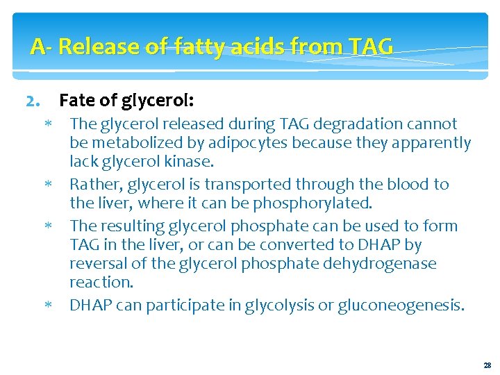 A- Release of fatty acids from TAG 2. Fate of glycerol: The glycerol released