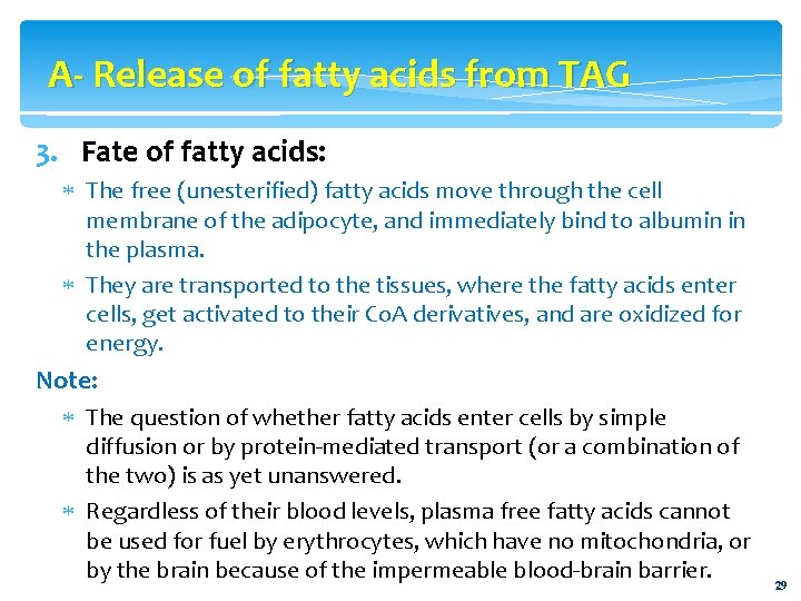 A- Release of fatty acids from TAG 3. Fate of fatty acids: The free