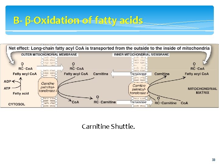 B- β-Oxidation of fatty acids Carnitine Shuttle. 33 