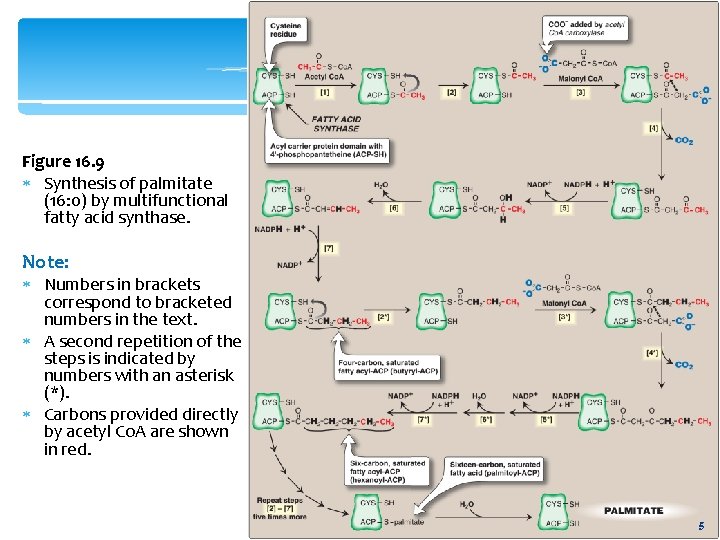 Figure 16. 9 Synthesis of palmitate (16: 0) by multifunctional fatty acid synthase. Note: