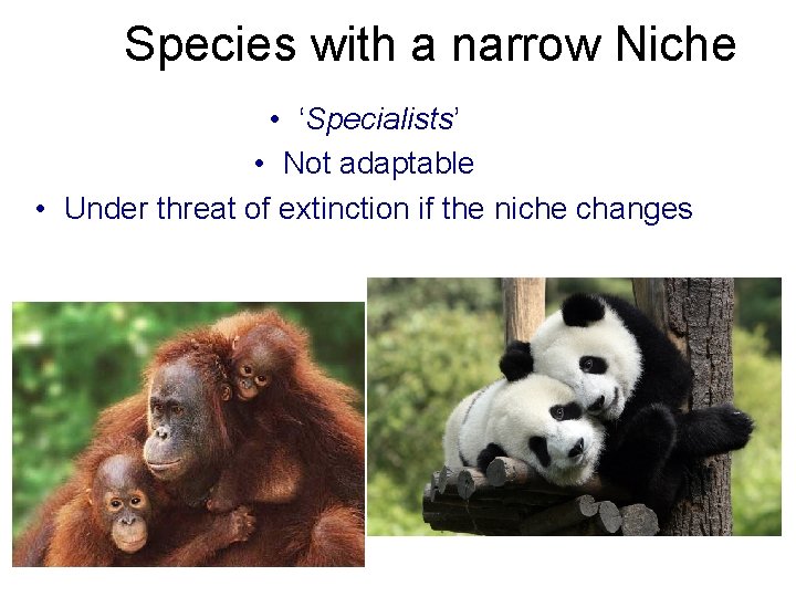 Species with a narrow Niche • ‘Specialists’ • Not adaptable • Under threat of