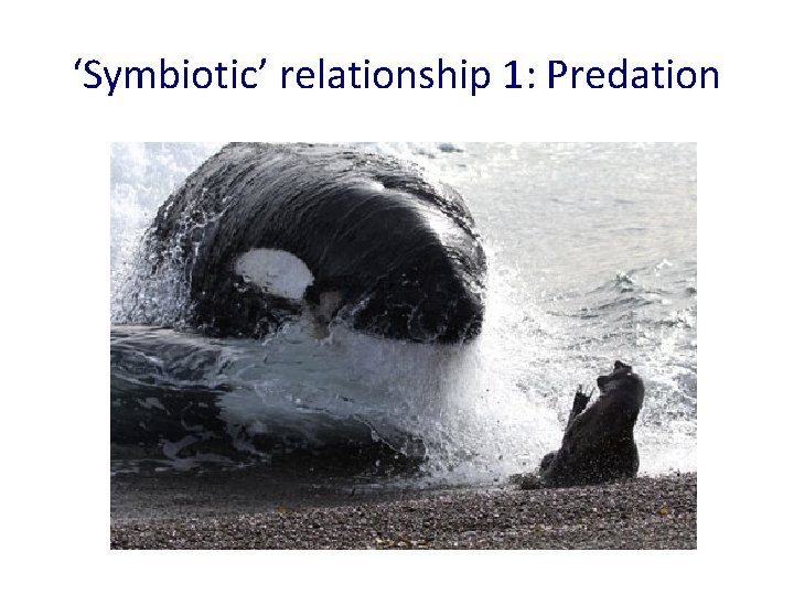 ‘Symbiotic’ relationship 1: Predation 
