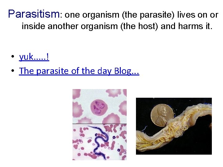 Parasitism: one organism (the parasite) lives on or inside another organism (the host) and