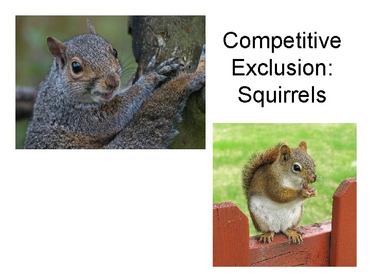 Competitive Exclusion: Squirrels 
