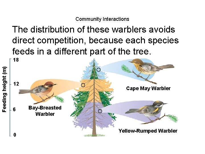 Community Interactions The distribution of these warblers avoids direct competition, because each species feeds