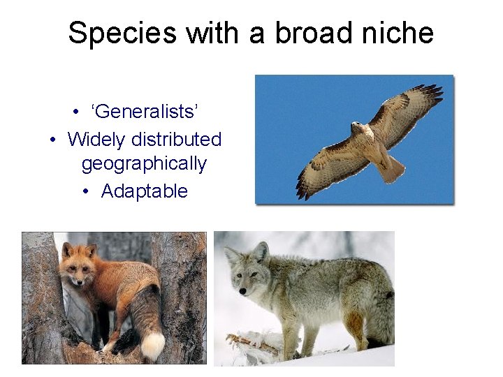 Species with a broad niche • ‘Generalists’ • Widely distributed geographically • Adaptable 