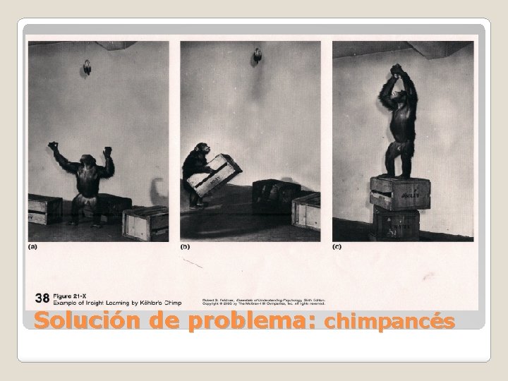 Solución de problema: chimpancés 