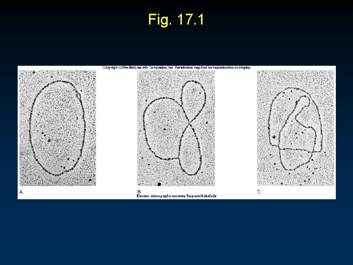 Fig. 17. 1 