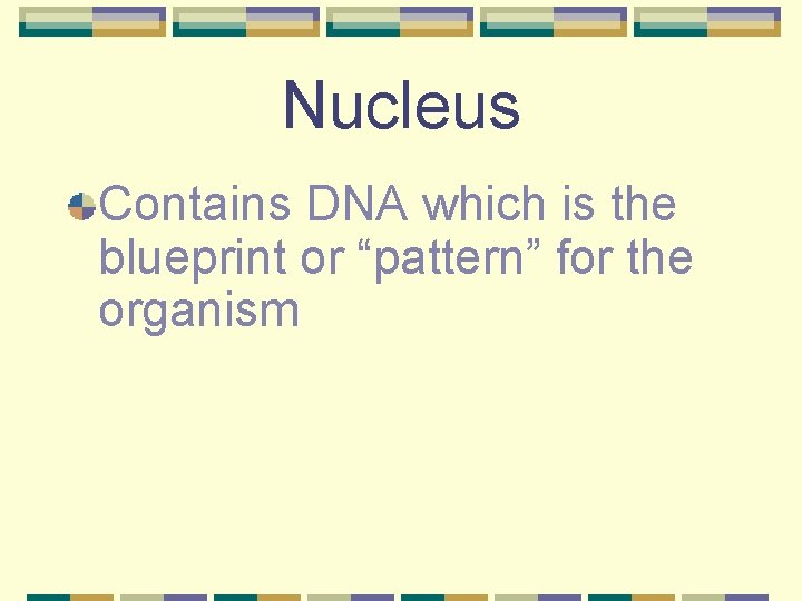 Nucleus Contains DNA which is the blueprint or “pattern” for the organism 