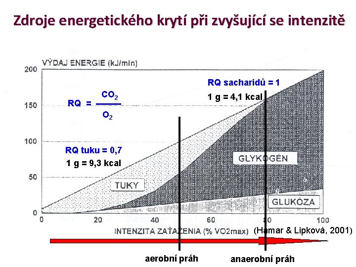 Zdroje energetického krytí při zvyšující se intenzitě RQ sacharidů = 1 RQ = CO