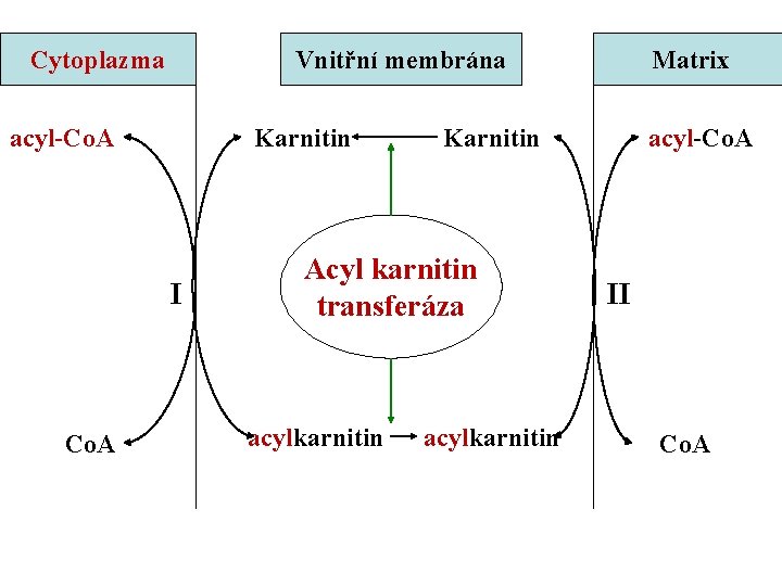 Cytoplazma Vnitřní membrána acyl-Co. A Karnitin I Co. A Karnitin Acyl karnitin transferáza acylkarnitin