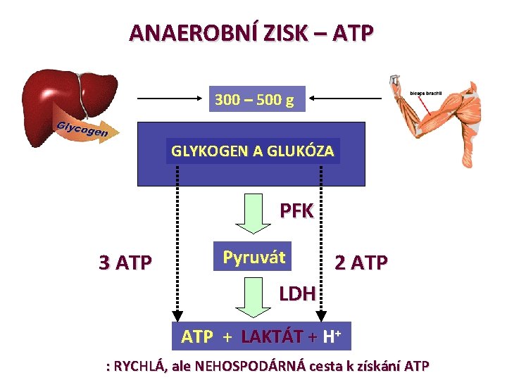 ANAEROBNÍ ZISK – ATP 300 – 500 g GLYKOGEN A GLUKÓZA PFK 3 ATP