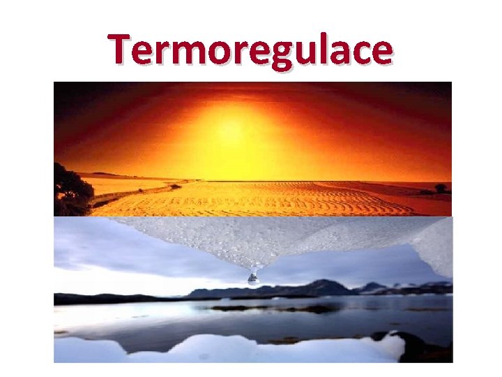 Termoregulace 