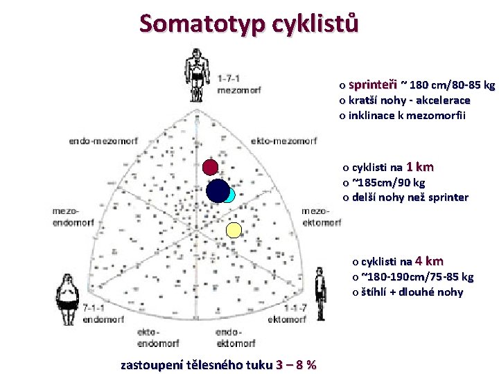 Somatotyp cyklistů o sprinteři ~ 180 cm/80 -85 kg o kratší nohy - akcelerace