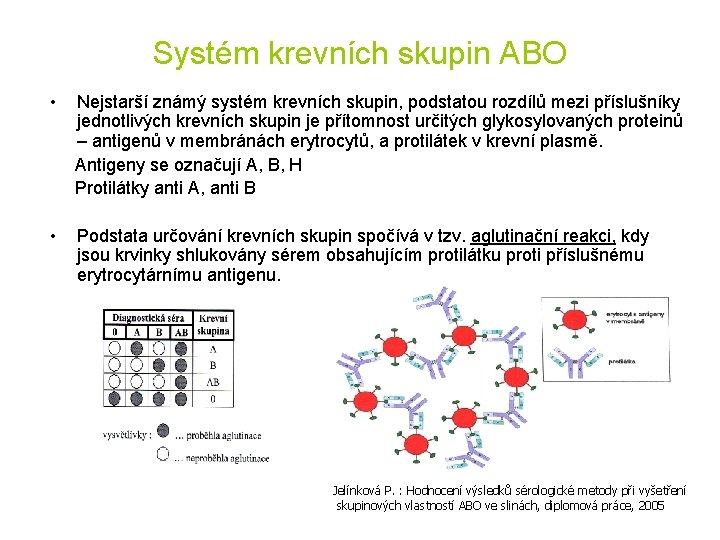 Systém krevních skupin ABO • Nejstarší známý systém krevních skupin, podstatou rozdílů mezi příslušníky