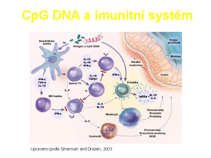 Cp. G DNA a imunitní systém Upraveno podle Silverman and Drazen, 2003 