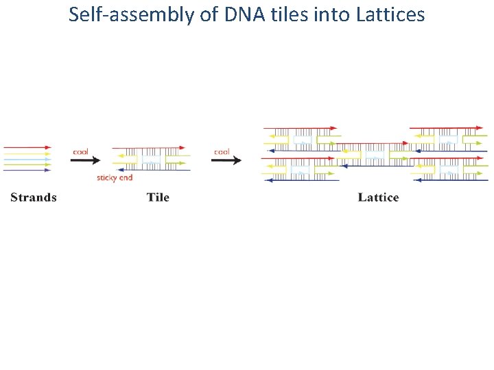 Self-assembly of DNA tiles into Lattices 