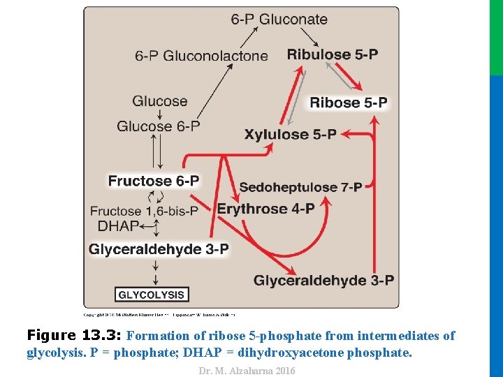 Dr. M. Alzaharna 2016 Figure 13. 3: Formation of ribose 5 -phosphate from intermediates