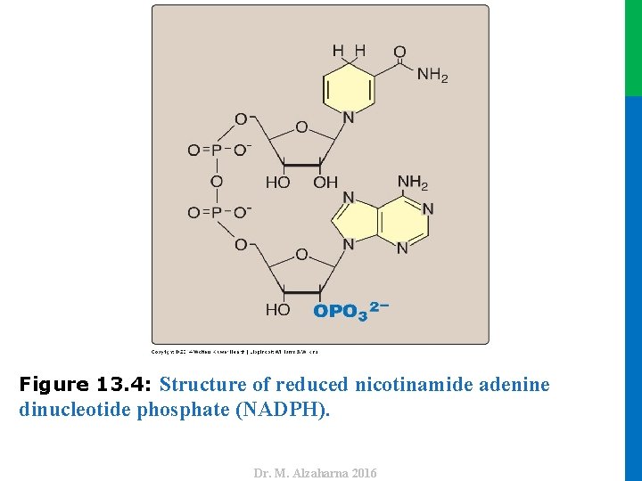 dinucleotide phosphate (NADPH). Dr. M. Alzaharna 2016 Figure 13. 4: Structure of reduced nicotinamide